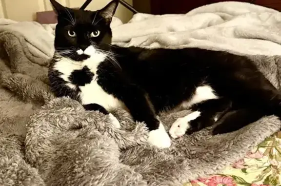Lost Cat: 4.5-Year-Old Male in Westminster