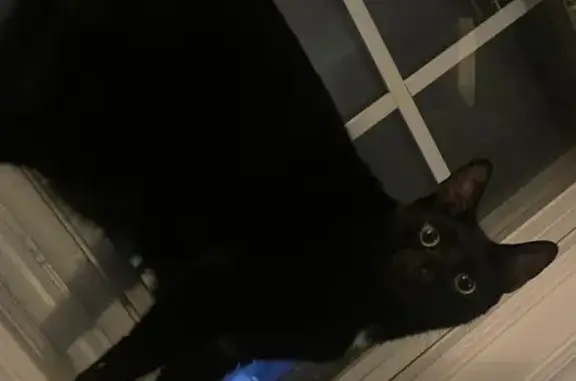 Lost Cat: Black with White Patch, Carrboro