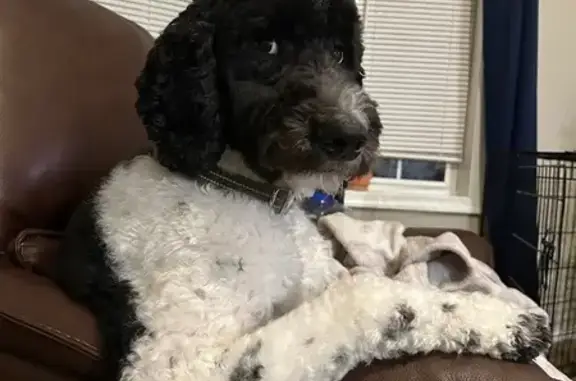 Lost Black & White Doodle in Pocono