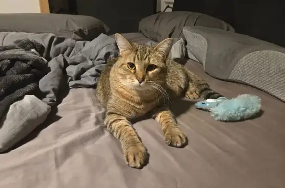 Lost Cat: Friendly Feline on North Lafayette