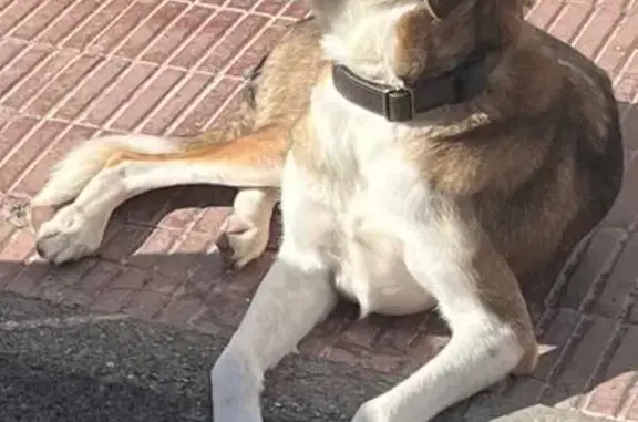 Perro mestizo, alto y flaco con la cola muy peluda y la punta de la cola blanca, tiene una marca en la pata trasera y otra en el morro en un lateral, salió a pasear y seguramente algo le asustó y se fue el domingo 25 al mediodía, normalmente no va lejos y a la noche como muy tarde vuelve, esta vez no volvió, ha hecho mucho viento estos días y quizás ha perdido el rastro. Es asustadizo con los hombres y al llevar tantas horas fuera seguro que no se dejará coger. Cualquier información es de utilidad. Castrado, collar marrón (zebra con dorados), con placa identificativa y tiene chip.