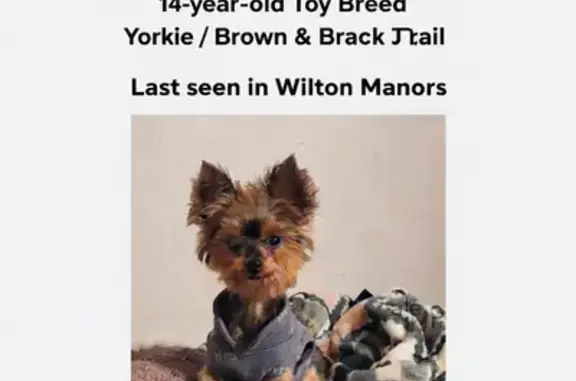 Missing dog Wilton Manors, photo: Lost 14-Year-Old Toy Breed in Green Sweater