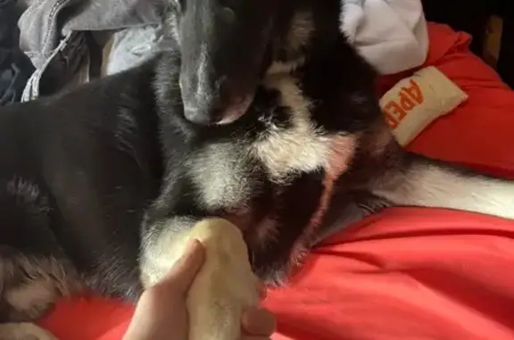 Lost and found pets , photo: Found: Black Husky with Red Collar in BK