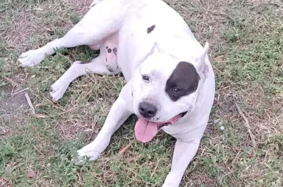 Missing dog Miami Gardens, photo: Lost Dog: White with Black Eye Spot