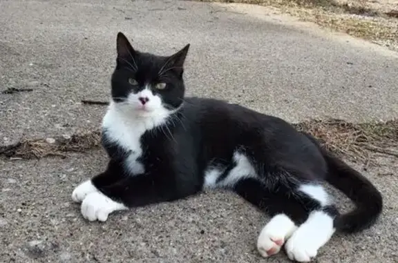 Lost Tuxedo Cat: 3 Nose Spots, Benton - photo