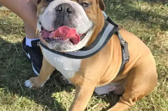 Lost Tan & White Bulldog in Brisbane