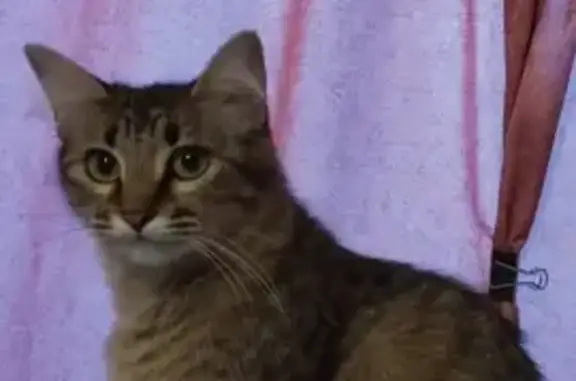 Búsqueda de mascotas, foto: Gata Atigrada Perdida en Nezahualcóyotl