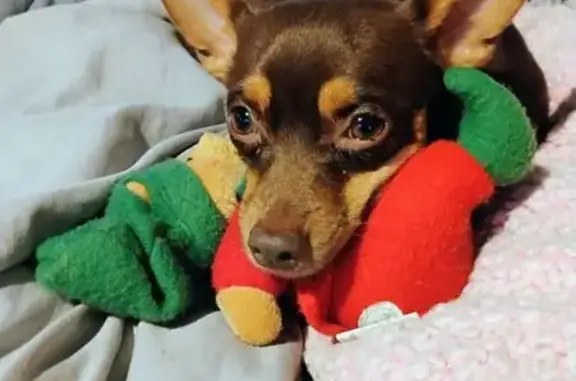 Lost Energetic Chihuahua in Bakersfield - photo