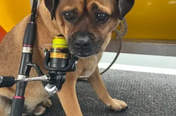 Lost Jug Dog: Help Find Rubble!