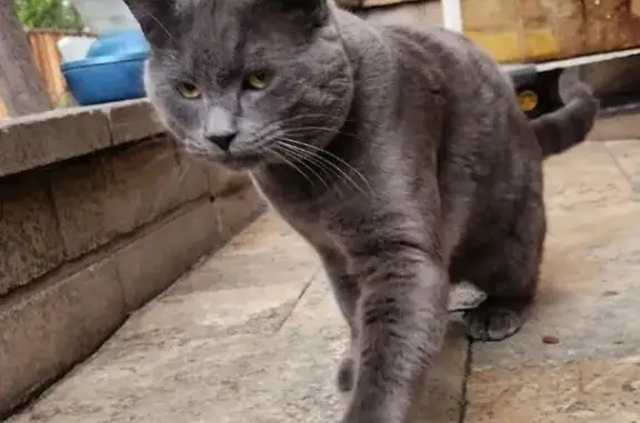 Lost Polydactyl Cat on West Rincon Ave