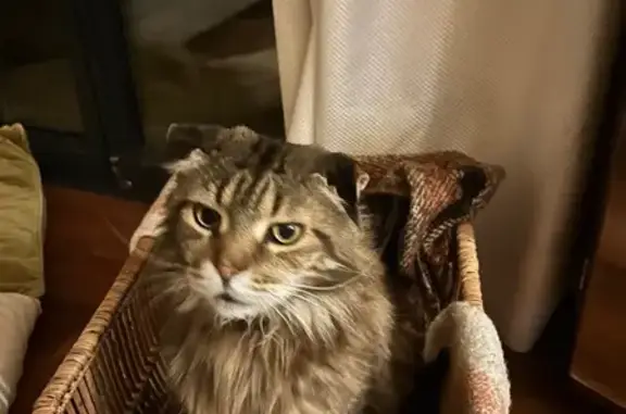 Animaux perdus , photo: Chat perdu 9 kg, Maine Coon, St-Pierre-la-Mer