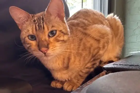 Animaux perdus Hem, photo: Chat Bengal perdu à Hem, besoin de soins