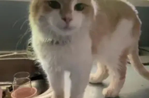 Lost Long-Haired Cat in Blueash Crescent