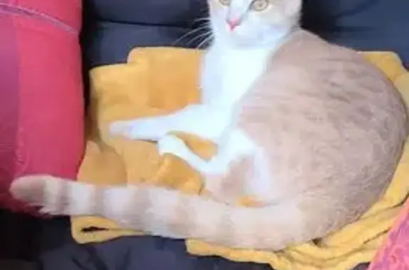 Animaux trouvés , photo: Jeune chat mâle sociable trouvé à Peyrieu