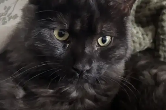 Lost pets Bayside, photo: Lost Fluffy Cat: Goose Missing in Bayside