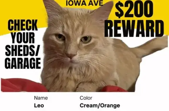 Missing cat Portage, photo: Lost Fluffy Orange Cat: Leo in Portage