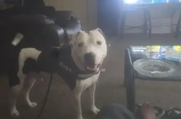 Lost Support Dog on Christian Ave!