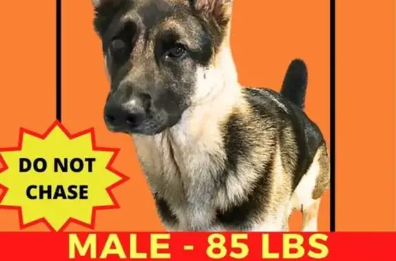 Missing dog Charlotte, photo: Lost Dog: Black/Brown, Centergrove Lane