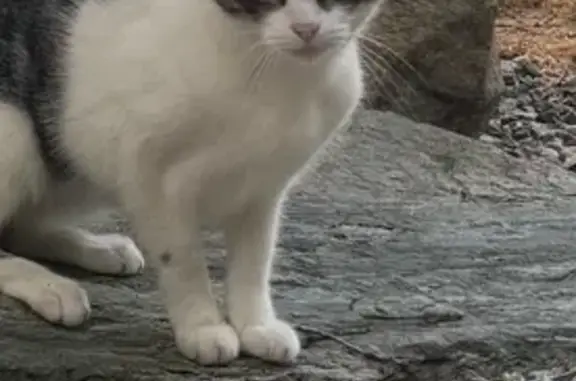 Missing cat , photo: Lost Cat: Jäger - Unique Markings, Glocester