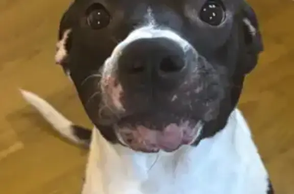 Missing dog Ohio City, photo: Lost Staffordshire Terrier in Columbus