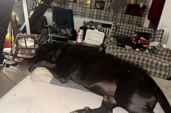 Lost Dog: Black with White Chest Dot in London - photo