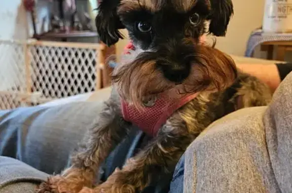 Missing dog Lorain, photo: Lost: Skittish Grey Schnauzer on 10th St