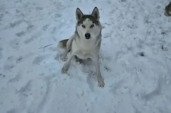 Missing dog Fairfield, photo: Lost 6-Year-Old Husky on South Railroad Ave