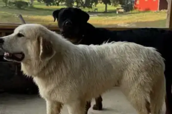 Lost Great Pyrenees: Friendly Boy Missing