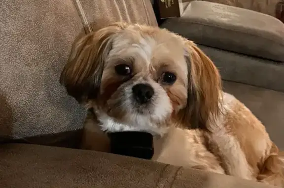 Missing dog Gordonsville, photo: Lost Shih Tzu Jasper: White & Honey Spots