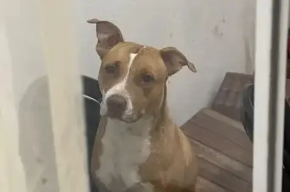 Cachorro encontrado Fêmea (brf002234) - photo