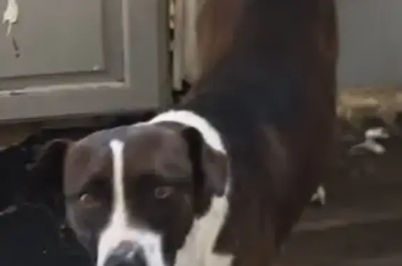 Missing dog Stockton, photo: Lost: Little Buddy, Brown & White Dog