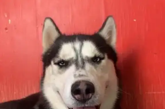 Animaux perdus Hautmont, photo: Husky peureux perdu à Hautmont