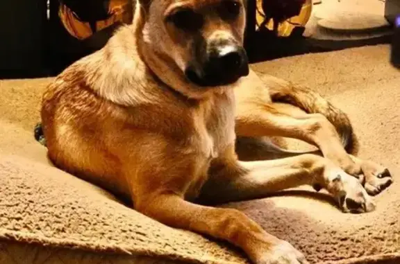 Lost Dog: Help Bring Him Home! - photo