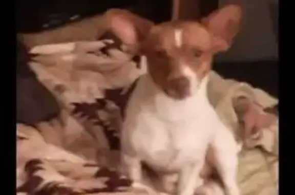 Missing dog Lone Oak, photo: Lost Red & White Dog: 1 Tooth, Tags