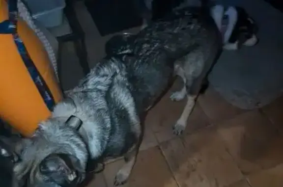 Lost Service Dog: Odin in Brandon Area