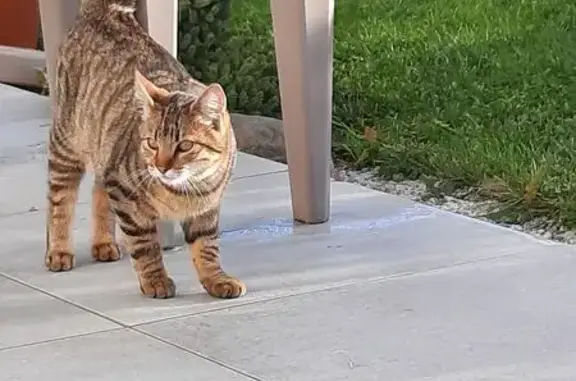 Animaux trouvés Nouvelle-Aquitaine, photo: Chat tigré roux nourri quotidiennement