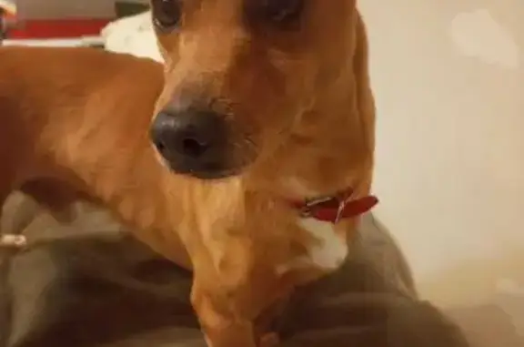 Perro Joven y Cariñoso Encontr...