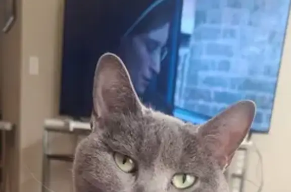 Lost and found pets Nichols Hills, photo: Lost Russian Blue Cat - Nichols Hills