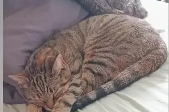 Animaux trouvés Caen, photo: Chatte tigrée câline trouvée à Caen