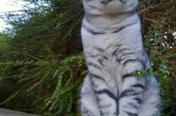 Chat perdu : Oggy, gris rayé blanc/noir - photo