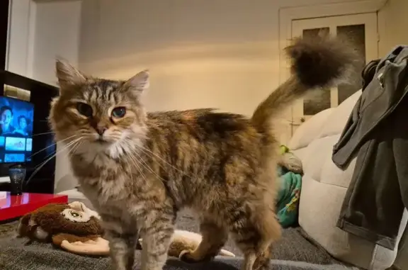Chat trouvé Quiévrechain, photo: Chat trouvé à Quiévrechain, pelage fauve