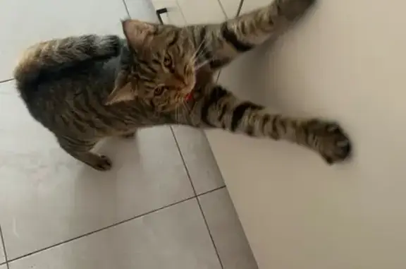 Lost Cat: Shy, Food-Loving in...