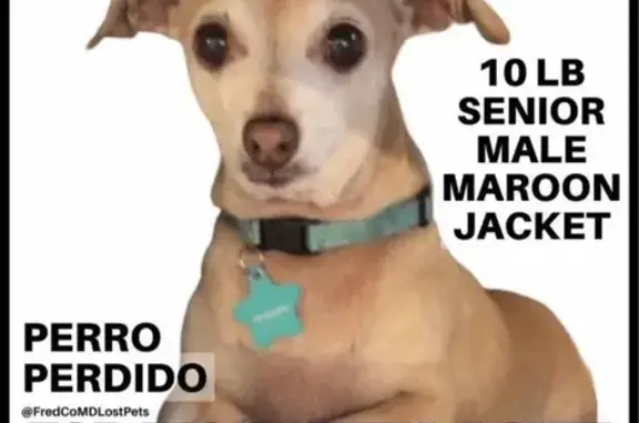 Lost Chihuahua: 15 Yrs, Tan, Burgundy Coat - photo