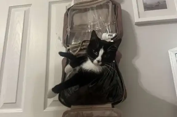 Lost and found pets Lee's Summit, photo: Lost Cat: Friendly & Outgoing in Lee's Summit