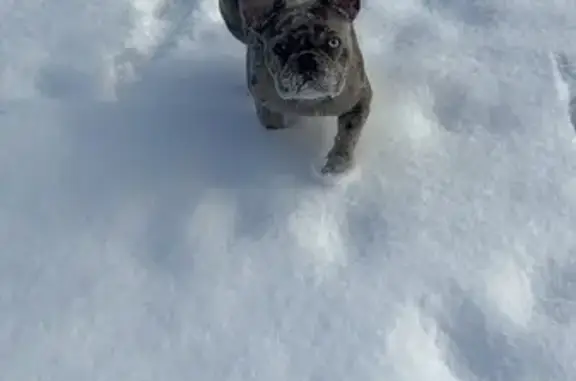Lost Dog: Black/Grey Merle, Gurnee Area