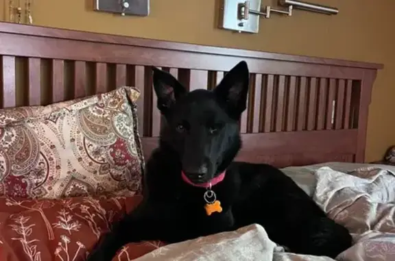 Lost: One-Eyed Black Shepherd, Eugene
