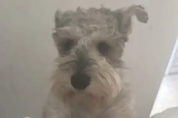Lost Salt & Pepper Schnauzer in Mastic