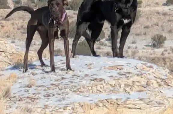 Lost Black Dog: 70lbs, Fluffy, Call Now!