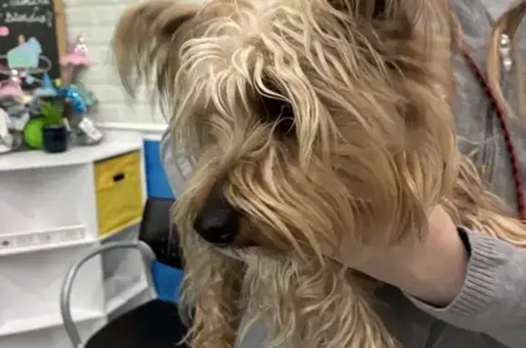 Found dog Tennessee Ridge, photo: Friendly Found Dog Needs Grooming - TN