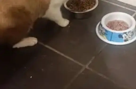 Animaux trouvés Riom, photo: Chat européen-siamois trouvé à Riom